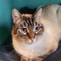 ADY, chat à adopter
