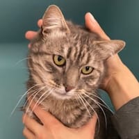 Shiva (en cours d'adoption), chat à adopter