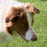 RUSTY, chien à adopter