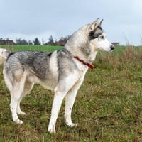 Nino, chien à adopter