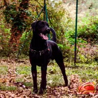 Bagherra, chien à adopter