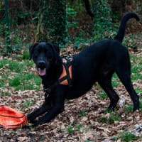 Bagherra, chien à adopter