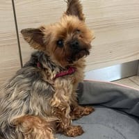 JUMPER QCN (j'ai trouvé ma famille), chien à adopter