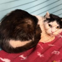 Bichette CAB5212, chatte à adopter