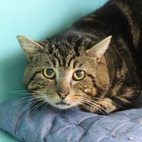 TILOU, chat à adopter