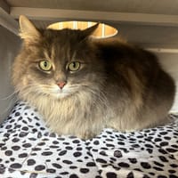 Pensée, chatte à adopter