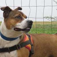 NAYA, chienne à adopter