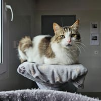 Mimounet, chat à adopter