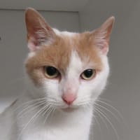 FREE, chatte à adopter