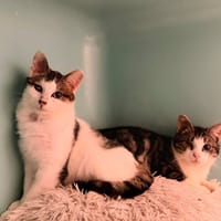 Muffin CAB5202, chat à adopter