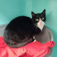 PETITE MAMAN QCT, chatte à adopter