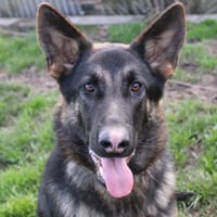 alto, chien à adopter