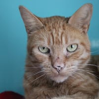 Tomette, chat à adopter