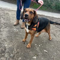 OAA19933 COQUINE, chienne à adopter
