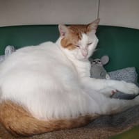 CALIPSO, chat à adopter
