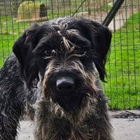 NOUILLE, chienne à adopter