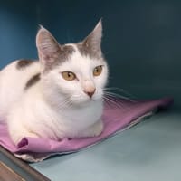 LILO, chatte à adopter