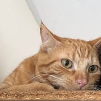 SOBA, chat à adopter