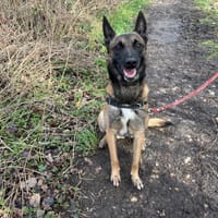 OAA 19932 SCAN, chien à adopter