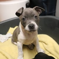 NINA HAA24690, chienne à adopter