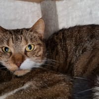 BELLA, chatte à adopter