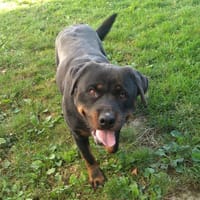 Raven, chienne à adopter