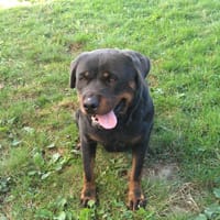 Raven, chienne à adopter