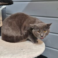 Ricky, chat à adopter