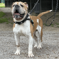 Nestor, chien à adopter