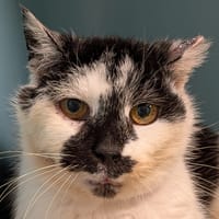 OREILLETTE, chatte à adopter