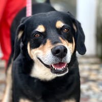 Bella, chienne à adopter