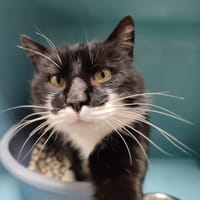 PORSCHE QCT, chat à adopter