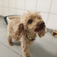 FLIPER, chien à adopter