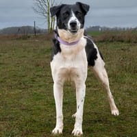 SILCO, chien à adopter