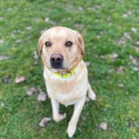 TOM, chien à adopter