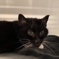 POUPOUNE, chatte à adopter