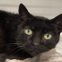POUPOUCE, chatte à adopter