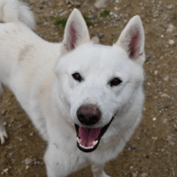 alaska, chien à adopter