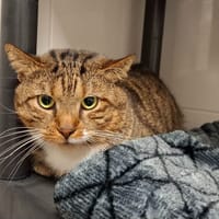 YODA, chat à adopter