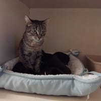 BIANCA PAB28532, chatte à adopter