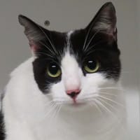 BLANKO, chat à adopter