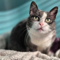 KIKIE, chatte à adopter