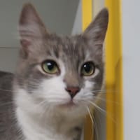 ARGOS, chat à adopter