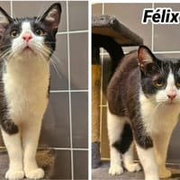 FELIX (Réservé), chat à adopter
