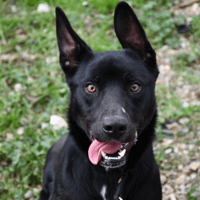 Popy, chien à adopter