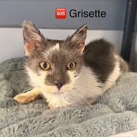 Grisette, chatte à adopter
