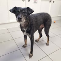 ODILE, chienne à adopter