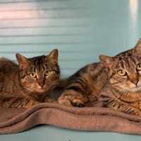 Arwen CAB5162, chatte à adopter