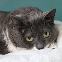 TOTORO, chatte à adopter