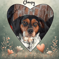 CHOUPY, chienne à adopter